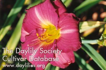 Daylily Siloam Royal Prince